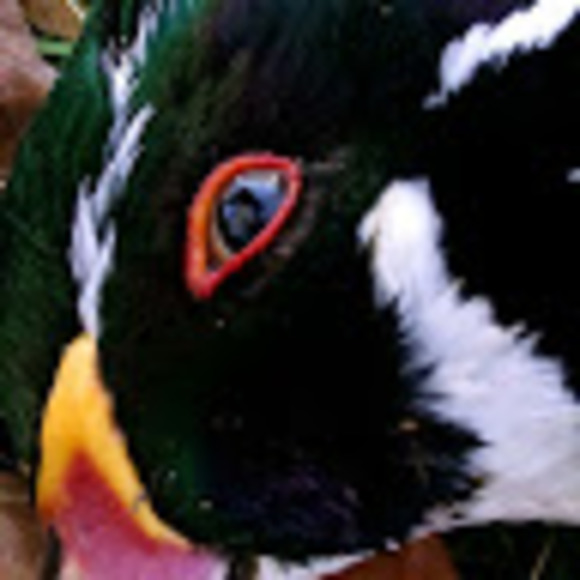 Meet your Posher, Tyler - Picture 1 of 1